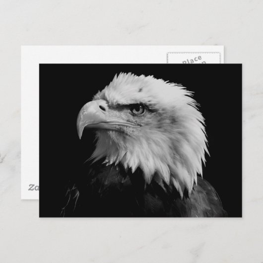 Carte Postale Aigle noir et blanc (Devant / Derrière)