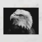 Carte Postale Aigle noir et blanc (Devant)