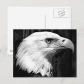 Carte Postale Aigle noir et blanc (Devant / Derrière)