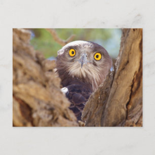 Carte Postale Aigle serpentaire à poitrine blanche
