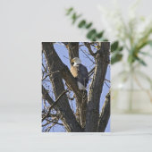 Carte Postale Aigle taupe perché dans l'arbre (Debout devant)