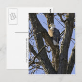 Carte Postale Aigle taupe perché dans l'arbre (Devant / Derrière)