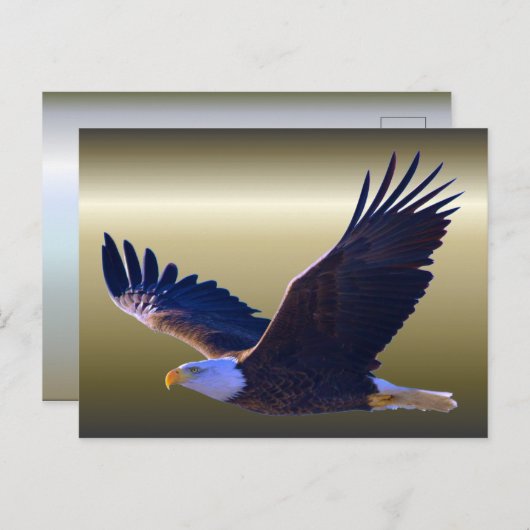 Carte Postale Aigle volant (Devant / Derrière)