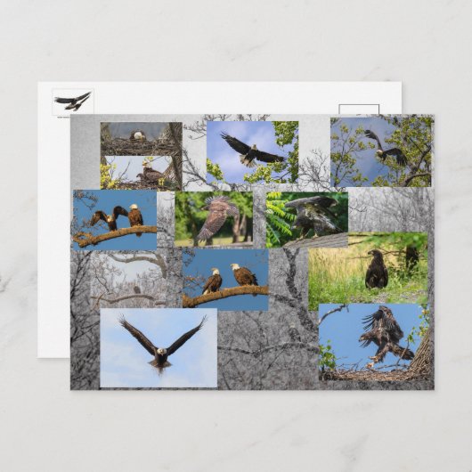 Carte Postale Aigles À Balles, Apportant Junior (Devant / Derrière)