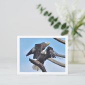 Carte Postale Aigles chauds (Debout devant)