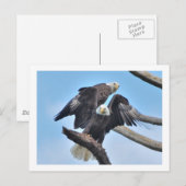 Carte Postale Aigles chauds (Devant / Derrière)