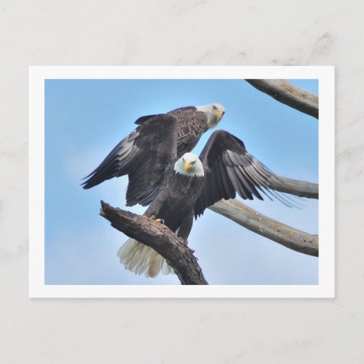 Carte Postale Aigles chauds (Devant)
