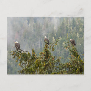 Carte Postale Aigles chauds Tongass National Forest Alaska