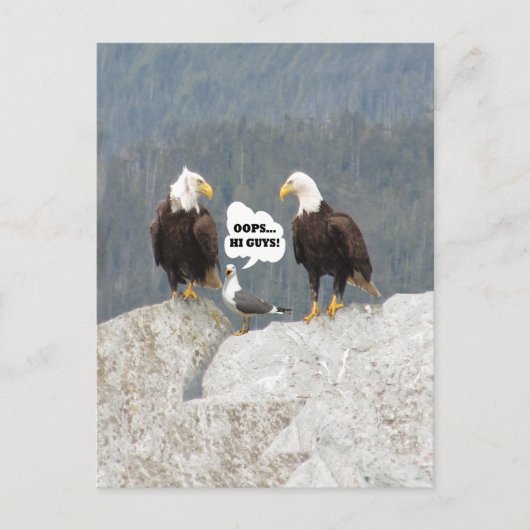 Carte Postale Aigles drôles et mouette (Devant)