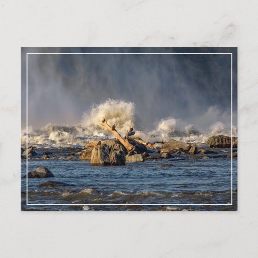 Carte Postale Aigles Et Eau Brute (Devant)