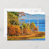 Carte Postale Aigles sur le lac Sardis (Devant / Derrière)