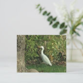 Carte Postale Aigrette blanche (Debout devant)