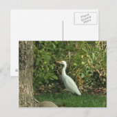 Carte Postale Aigrette blanche (Devant / Derrière)