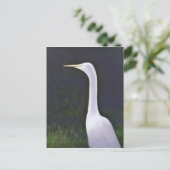Carte Postale Aigrette blanche (Debout devant)