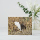 Carte postale - Aigrette dans l'herbe (Debout devant)