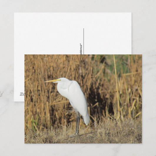 Carte postale - Aigrette dans l'herbe (Devant / Derrière)