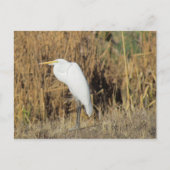 Carte postale - Aigrette dans l'herbe (Devant)