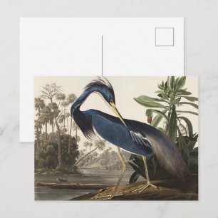 Carte Postale Aigrette de Louisiane, oiseau, Art vintage d'Audub