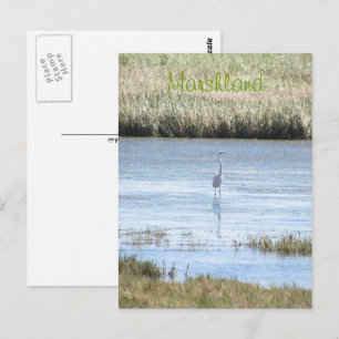 Carte postale - Aigrette debout fière