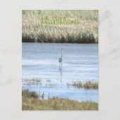 Carte postale - Aigrette debout fière (Devant)