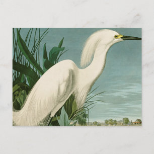 Carte Postale Aigrette neigeuse d'Audubon oiseau Héron blanc orn