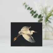 Carte postale - Aigrette neigeuse en vol (Debout devant)