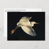 Carte postale - Aigrette neigeuse en vol (Devant / Derrière)