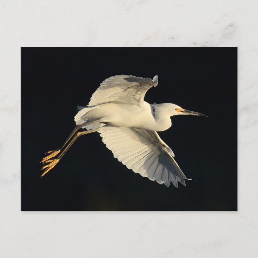 Carte postale - Aigrette neigeuse en vol (Devant)