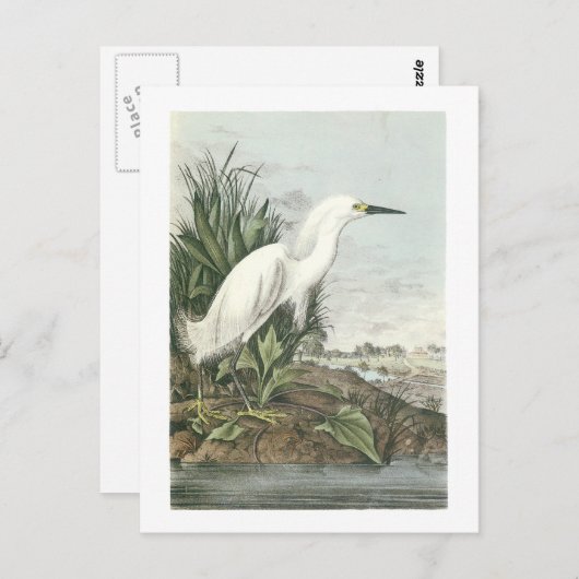 Carte Postale Aigrette neigeuse par Audubon (Devant / Derrière)