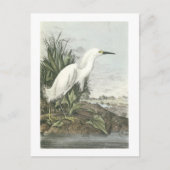 Carte Postale Aigrette neigeuse par Audubon (Devant)