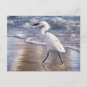 Carte Postale Aigrette sur impression photo de rivage (Devant)