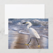 Carte Postale Aigrette sur impression photo de rivage (Devant / Derrière)