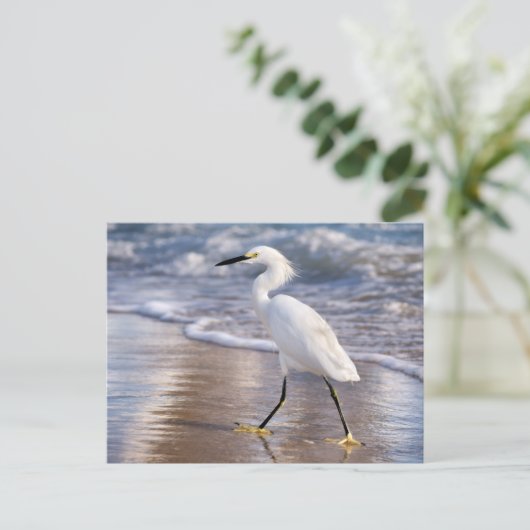 Carte Postale Aigrette sur impression photo de rivage (Debout devant)