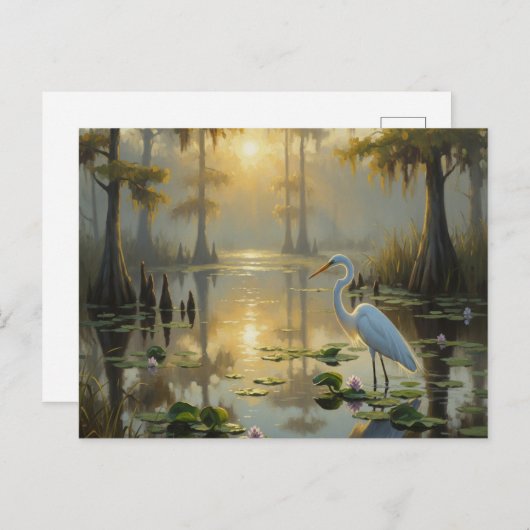 Carte Postale Aigrettes dans le Parc National des Everglades Mat (Devant / Derrière)