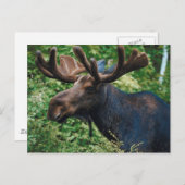 Carte Postale Aiguille (Devant / Derrière)