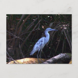 Carte Postale Aiguille bleue