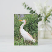 Carte Postale Aiguille de bétail (Debout devant)