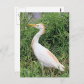 Carte Postale Aiguille de bétail (Devant / Derrière)