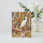 Carte Postale Aiguille de la mangrove no 2 (Debout devant)