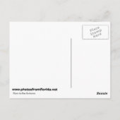 Carte Postale Aiguille en fleur (Dos)