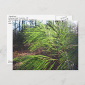 Carte Postale aiguilles (Devant / Derrière)