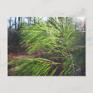 Carte Postale aiguilles