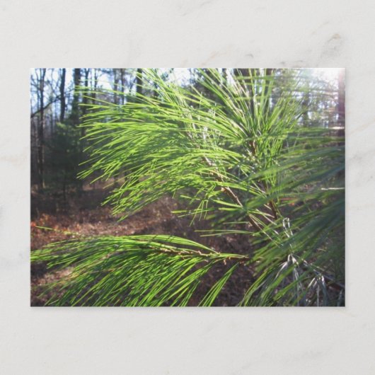 Carte Postale aiguilles (Devant)