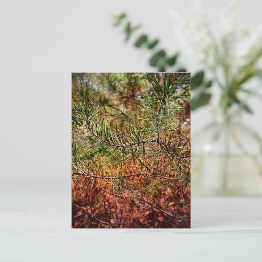 Carte Postale Aiguilles de pin d'automne (Debout devant)