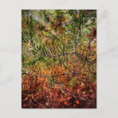 Carte Postale Aiguilles de pin d'automne (Devant)
