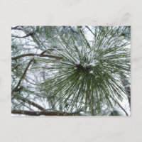 Aiguilles de pin neigeux Hiver Nature Photographie