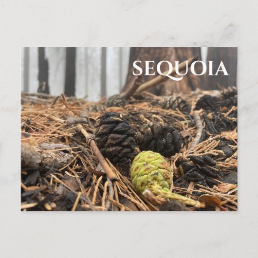 Carte Postale Aiguilles et cônes, Plancher forestier, Sequoia NP (Devant)