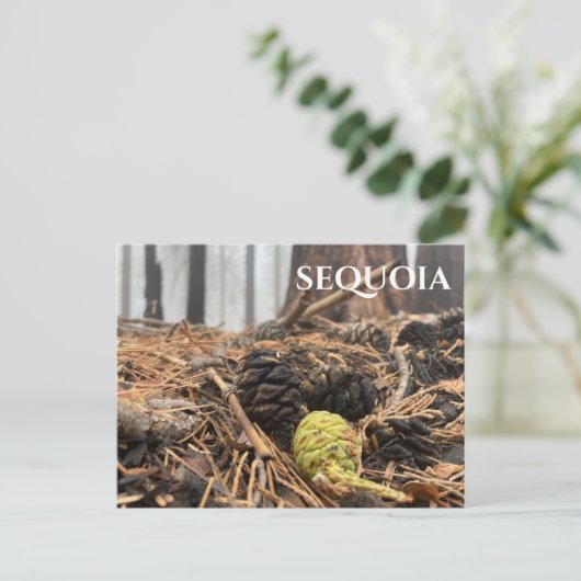 Carte Postale Aiguilles et cônes, Plancher forestier, Sequoia NP (Debout devant)