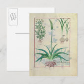 Carte Postale Ail et autres plantes (Devant / Derrière)