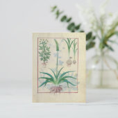 Carte Postale Ail et autres plantes (Debout devant)